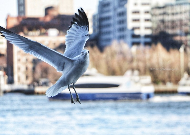 Today...in NYC...Coming in for a Landing...
#springtime #NYC #pigeon #birdlife #art #PhotographyIsArt #ThePhotoHour #streetphotography @cityguidenyc @discovering_NYC @agreatbigcity @birdsofnewyork @ThePhotoHour @500pxrtg @FotoRshot