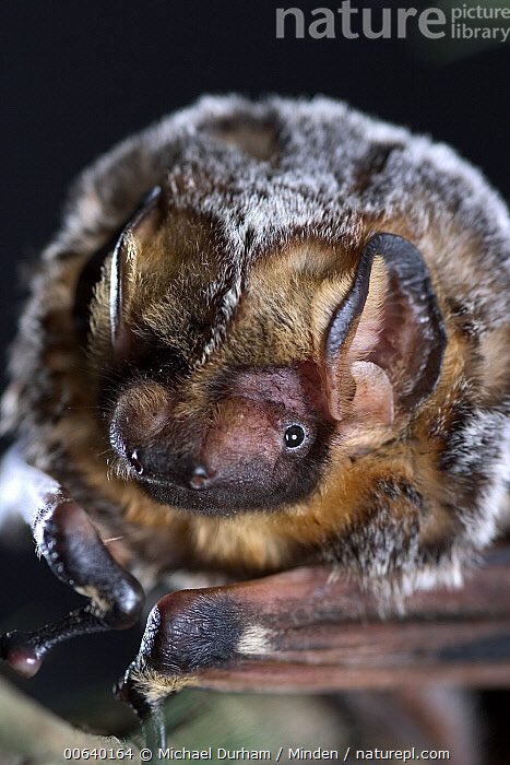 HonkIfUrHoary's tweet photo. @GiveBatsABreak As a staunch #TeamHoary member, I am once again endorsing #TeamSkyHobbit. The #SkyHobbit will defeat the #BumbleBat and we will have our revenge for #BumbleGate. Show your support. Do it for our #HoaryBat. https://t.co/2EaKAdsHam
