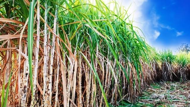 BitterCaneA THREADSugarcane is among the precious cash crops in Kenya and globally. Western Kenya is the key area of cane production in Kenya in Mumias, Muhoroni, Chemelil, Miwani, Nyanza Province, Nzoia and Busia. We have a deficit of sugar and most is imported.