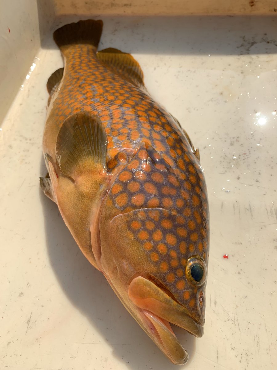ipponzuri_10's tweet photo. こんにちは☀️
夏のフグとも称されるキジハタどんどん上がり始めています🐟
油がすごく乗っていて、お刺身の薄造りはもちろん！姿蒸しなどどれも一丸のキジハタを使えば美味しくなるに違いありません

DMにてお魚おまかせパックご注文お待ちしております！
詳しくはInstagramへ
https://t.co/LJU7dPOOjw https://t.co/vmULtC7C2o