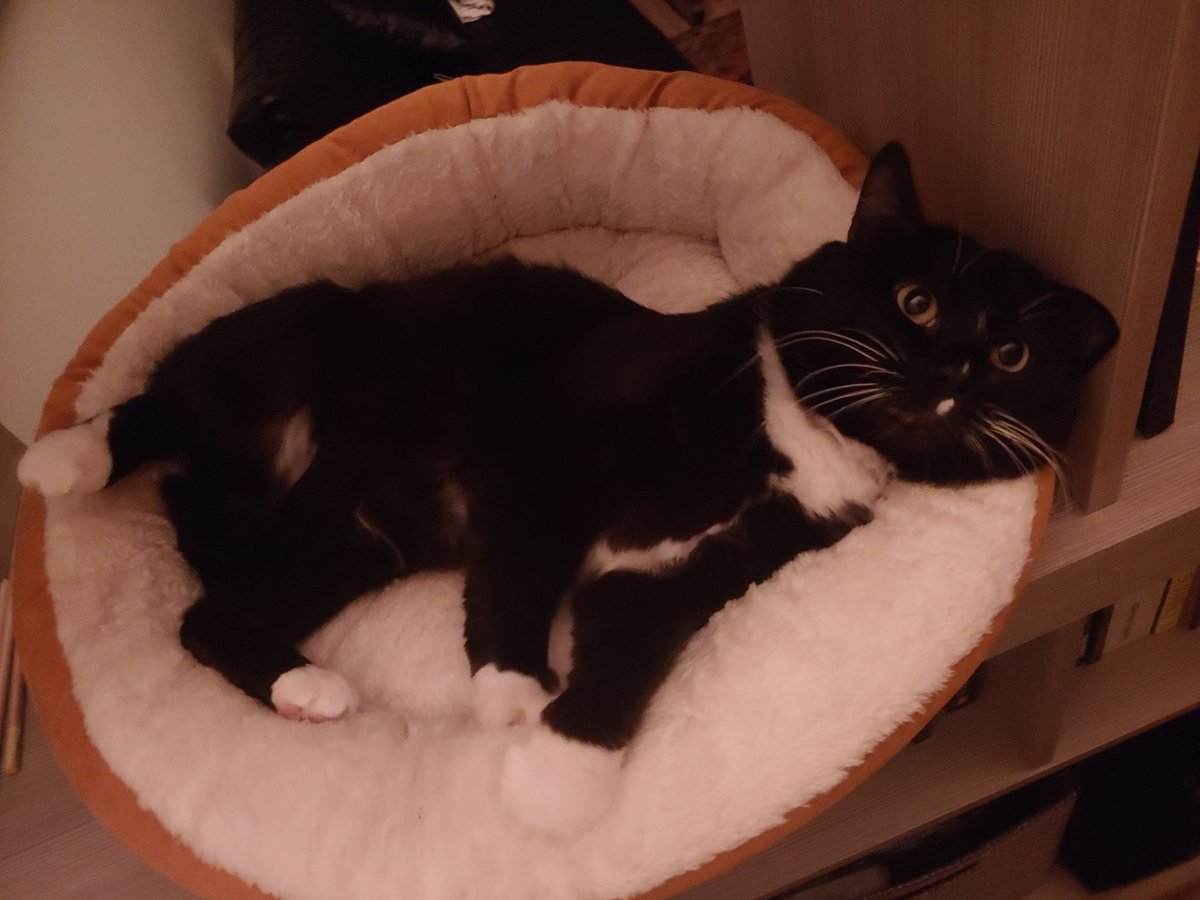 jacobw125's tweet photo. Wow the world is hard and exhausting. Here's my cat. he is smol and adorable. https://t.co/G9MGJURNcC
