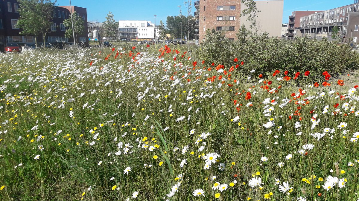 Door het zaaien van bloemrijke mengsels creëren we meer  #biodiversiteit, veel kleur en vrolijkheid😊