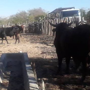 apt_zimbabwe's tweet photo. Preparing 4depleted pastures. @ZRBFZIM #MELANA_Markets facilitating cattle-feed swops in Nkayi District with farmers swopping 40 cattle w #MCMeats 4stockfeed which will feed remaining herds - farmers benefit fm free transport & cheap stockfeed @euinzim @UKinZimbabwe @SwedeninZW https://t.co/tdfStDi1oo