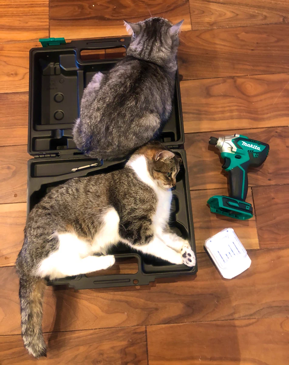 ジャストサイズ？？工具ケースは猫を収納するためのケースだった！？ｗｗ