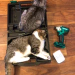 ジャストサイズ？？工具ケースは猫を収納するためのケースだった!？w