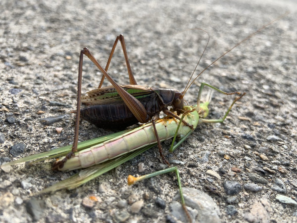 ぴーぽー やるきねんしす これもなかなか気に入ってるやつ ショウリョウバッタを食べるヒガシキリギリス ふれこんむしじまん T Co S2odenifsp Twitter