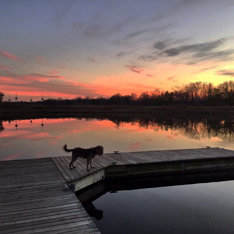 Gander Service Dog tweet media