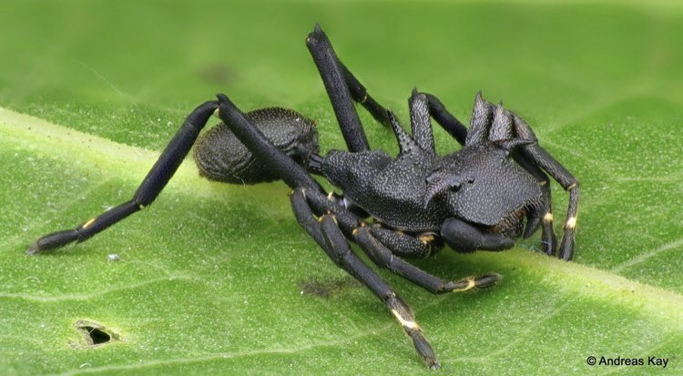 sofiabiologista's tweet photo. Anti-mimc Spider (Aphantochilus rogersi) 📸 Andreas Kay https://t.co/bNVij18Eux