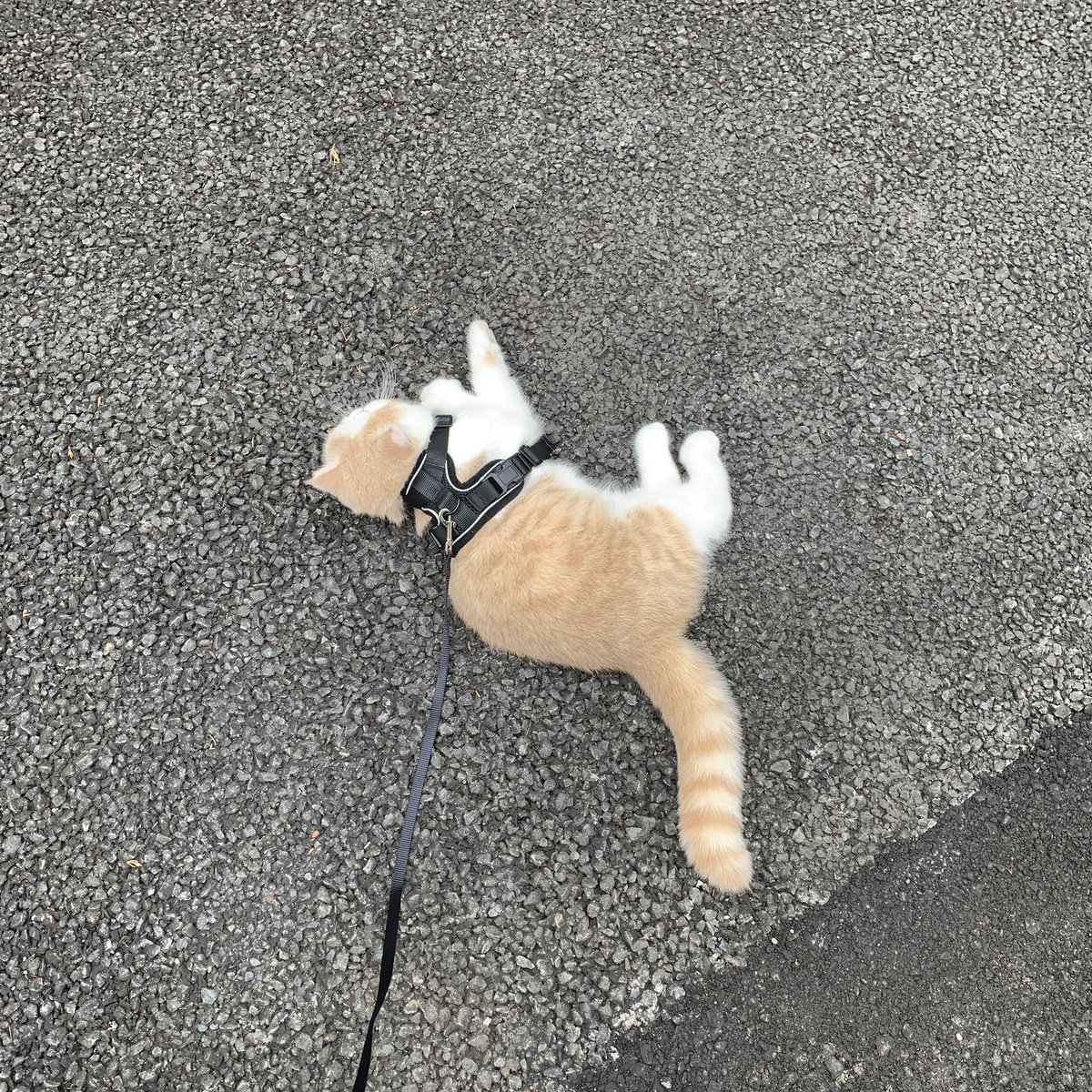 散歩これであってますか 動きません 猫さんにリードを付けて外出するも寝てしまう 全猫共通 かわいい画像が続々と Togetter