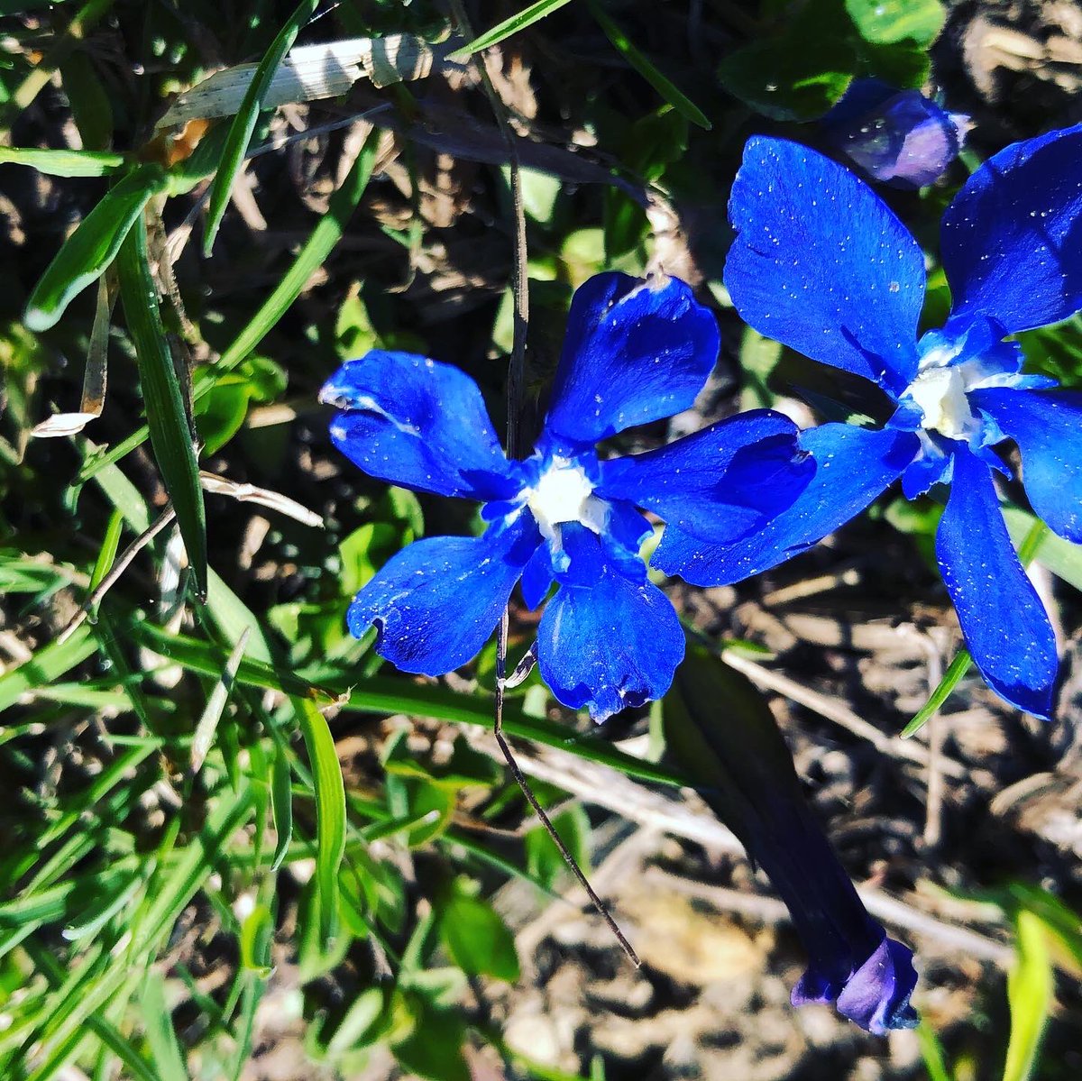 CourchevelEvent's tweet photo. En attendant de découvrir les annonces du gouvernement concernant la levée de la limite des 100 km, et la réouverture des bars &amp; restaurants, on vous offre ces quelques fleurs de nos montagnes prises avant-hier derrière notre chalet
#été2020alamontagne #courchevel #fliwers https://t.co/PXMvLkfc2j