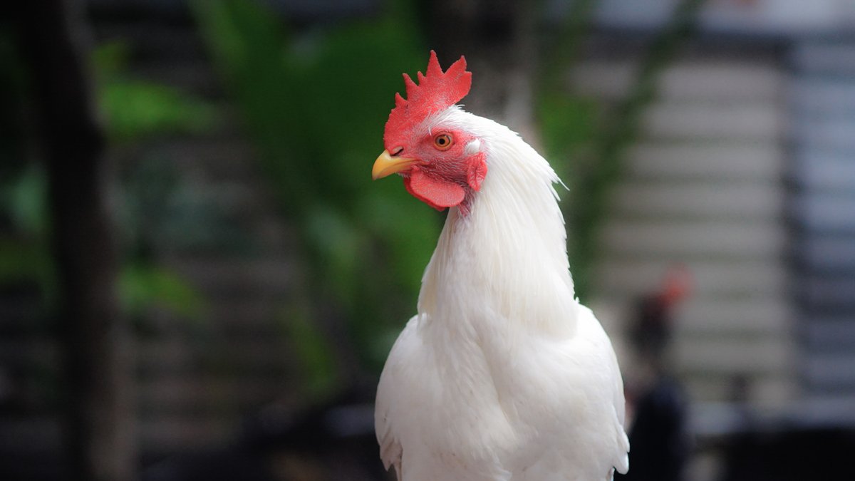 kalian yg suka motret olahraga atau hewan aku saranin pake shutter speed yang tinggi ya biar ga ada motion blurnya kan kalo hewan ada yg suka banyak gerak gitu kann