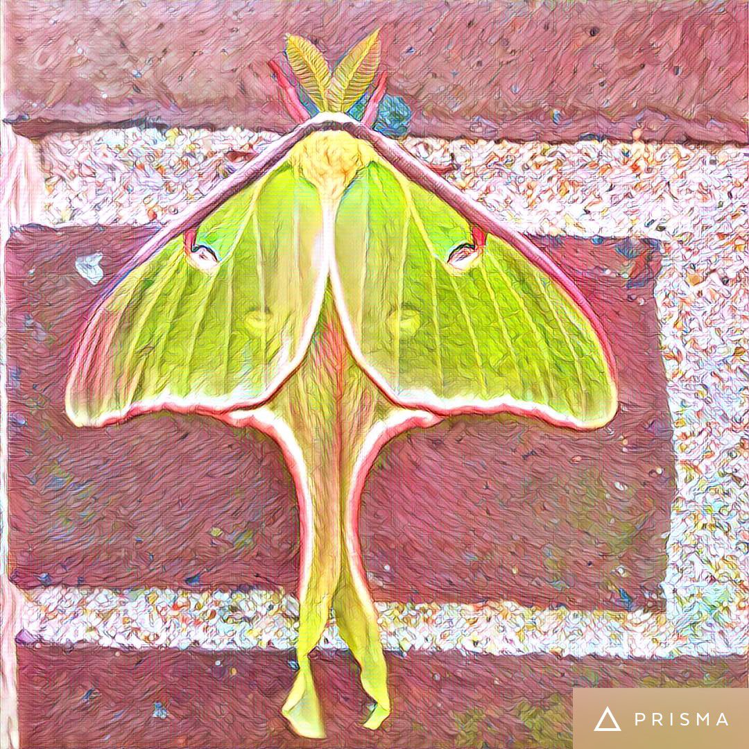 issibitz's tweet photo. @Lycomorpha : A (fun w filters) Luna to mark another year around the sun. 
Happy Birthday. This was an actual visitor at my home many years ago &amp; it was still pumping its wings up when I first saw it. It was so perfect &amp; mesmerizing. I watched it for 1/2 hour before it flew off. https://t.co/Sen9PAjdGj
