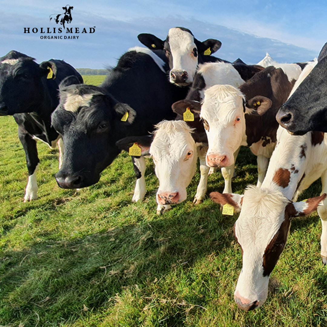 Good Morning from the Farm 🐄 How will you be enjoying your Hollis Mead Milk today? #dairyfarm #westdorset #ukfarmers #ukfarming