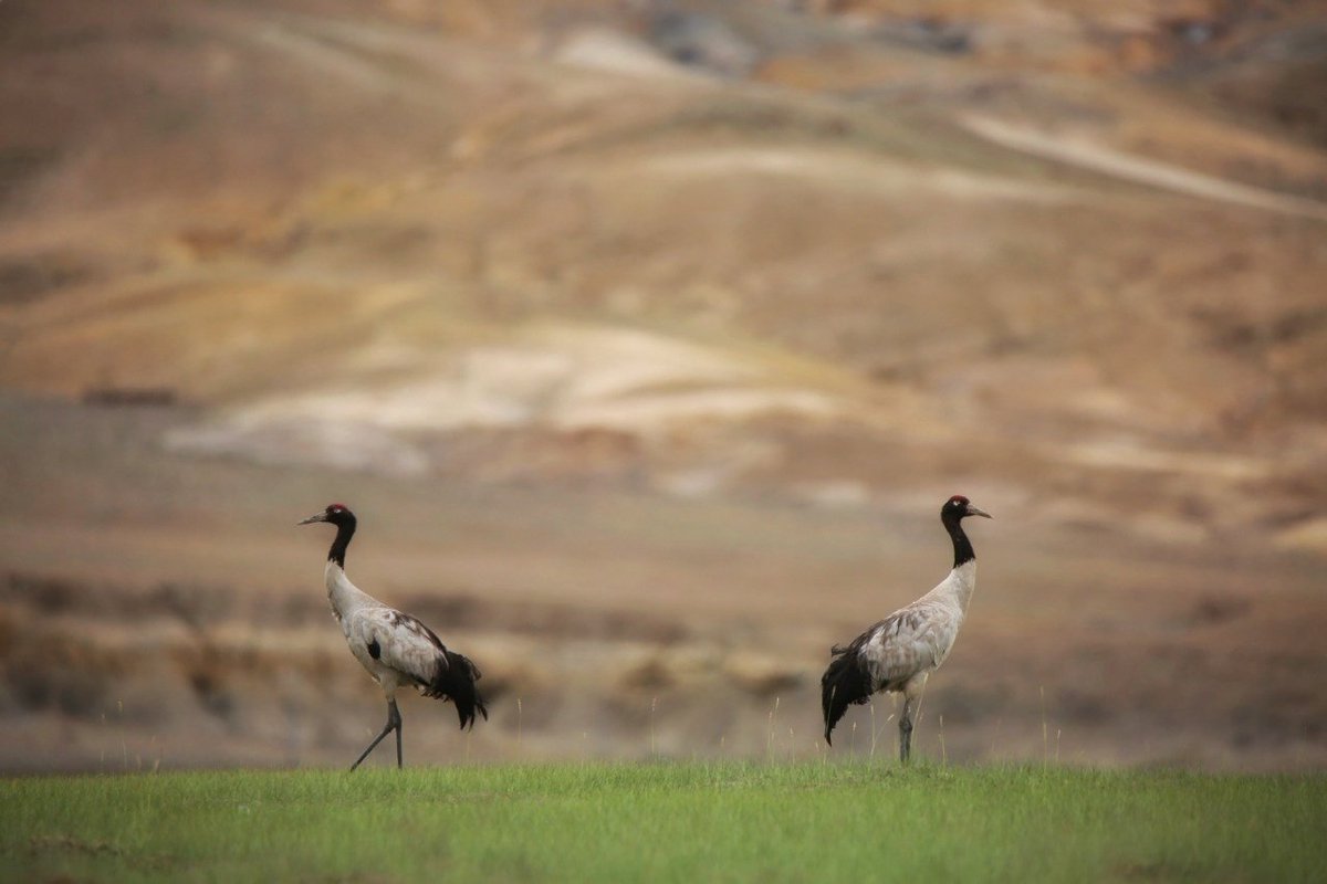 utladakhtourism's tweet photo. Black-necked crane or #ChaThungThung! 
The Changthang region in Ladakh is the only breeding ground for these majestic birds in India. The sighting of black-necked crane is considered auspicious in #Ladakh.
PC:@stanzinkhakyab
#changthang #blackneckcrane #tsokar #wildlife #birds https://t.co/mcLvN3mCIC