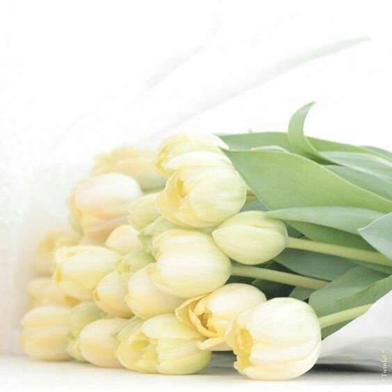 желтые тюльпаны. танец белые розы желтые тюльпаны. танец белые розы желтые тюльпаны. букет желтых тюльпанов. красивые розы тюльпаны жёлтые.