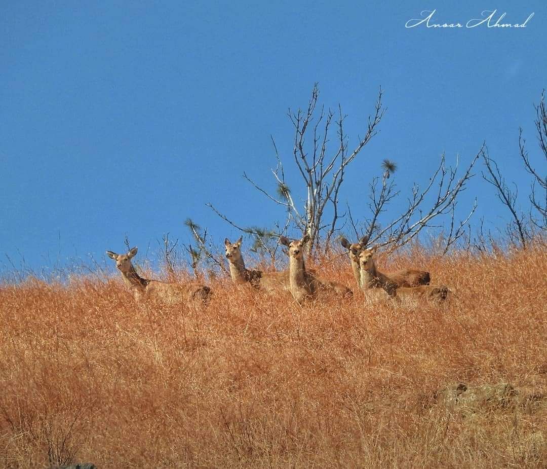 KashPhotoClub's tweet photo. A herd of the endangered Hangul in Kashmir's Dachigam National Park.
A very rare find!

Photo by Ansar Ahmad

#Kashmir
#KPC
#KashPhotoClub
#KashmirPhotographyClub https://t.co/h6Xf0hQ3hm