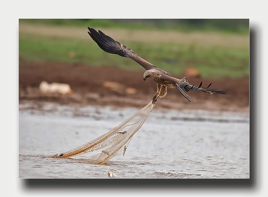 Brahminy Kite Juvnile learnt tactic to snap fish from fishnet
@shinshinyachou @fred_od_photo @Natures_Voice @RSPBbirders @susantananda3 @BirchettRichard @marktakesphoto @goshawk2 @GetMohanThomas @paulmshr @ParveenKaswan @SimonWPhotos #birdsofprey #PhotoOfTheDay #nikonphotography