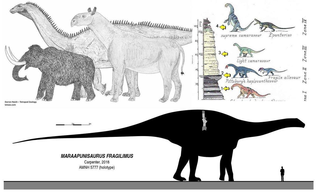 I never finished this thread, there's still more to come. Aiming to finish it later today, stay tuned. Comments are still appearing in the last part of the series (Part 8) ...  http://tetzoo.com/blog/2020/5/20/stop-saying-that-there-are-too-many-sauropod-dinosaurs-part-8-the-last-part