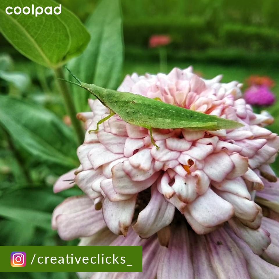 CoolpadInd's tweet photo. #ShotOnCoolpad #DesignedForAll Green Insects also are known with the name of #Katydids. They got this name from the sound they produce. @creativeclicks_ captured one of the variety of green #insects on his camera &amp; shared with us. You can also capture and share to get feature https://t.co/C2RwQ1qAXD