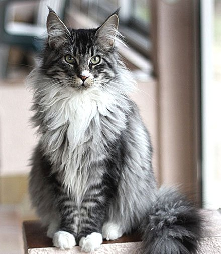 CatLoverBoy3's tweet photo. #mainecoon #mainecoons #mainecoone #mainecooncat #maincoon #mainecoonkitten #mainecooncats https://t.co/GwIGYzVnQ2