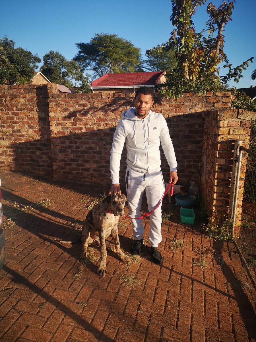 ExclusiveGivenJ's tweet photo. His growing 🐶😁 the Great Dane https://t.co/iznKSdKfkE