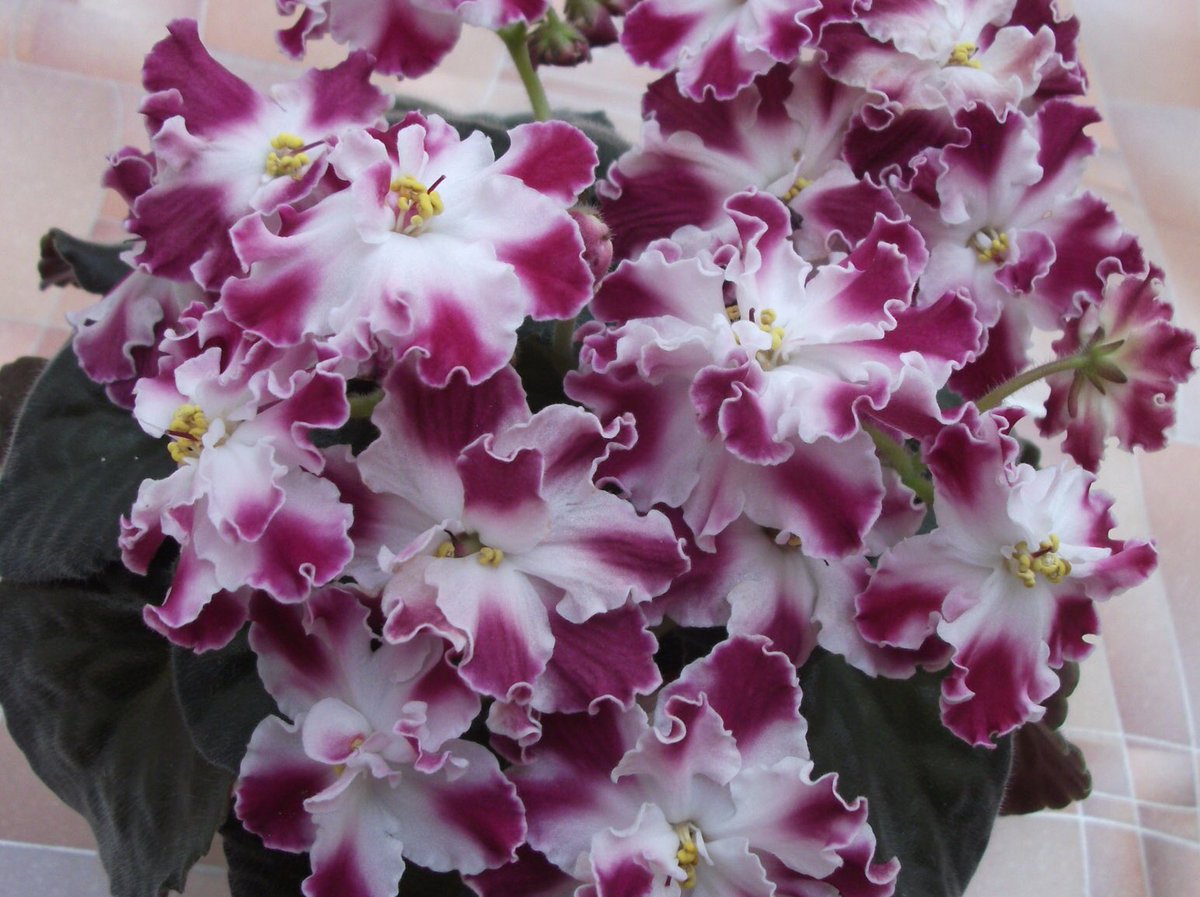 ������������ �������� ���� ������ ����� ����