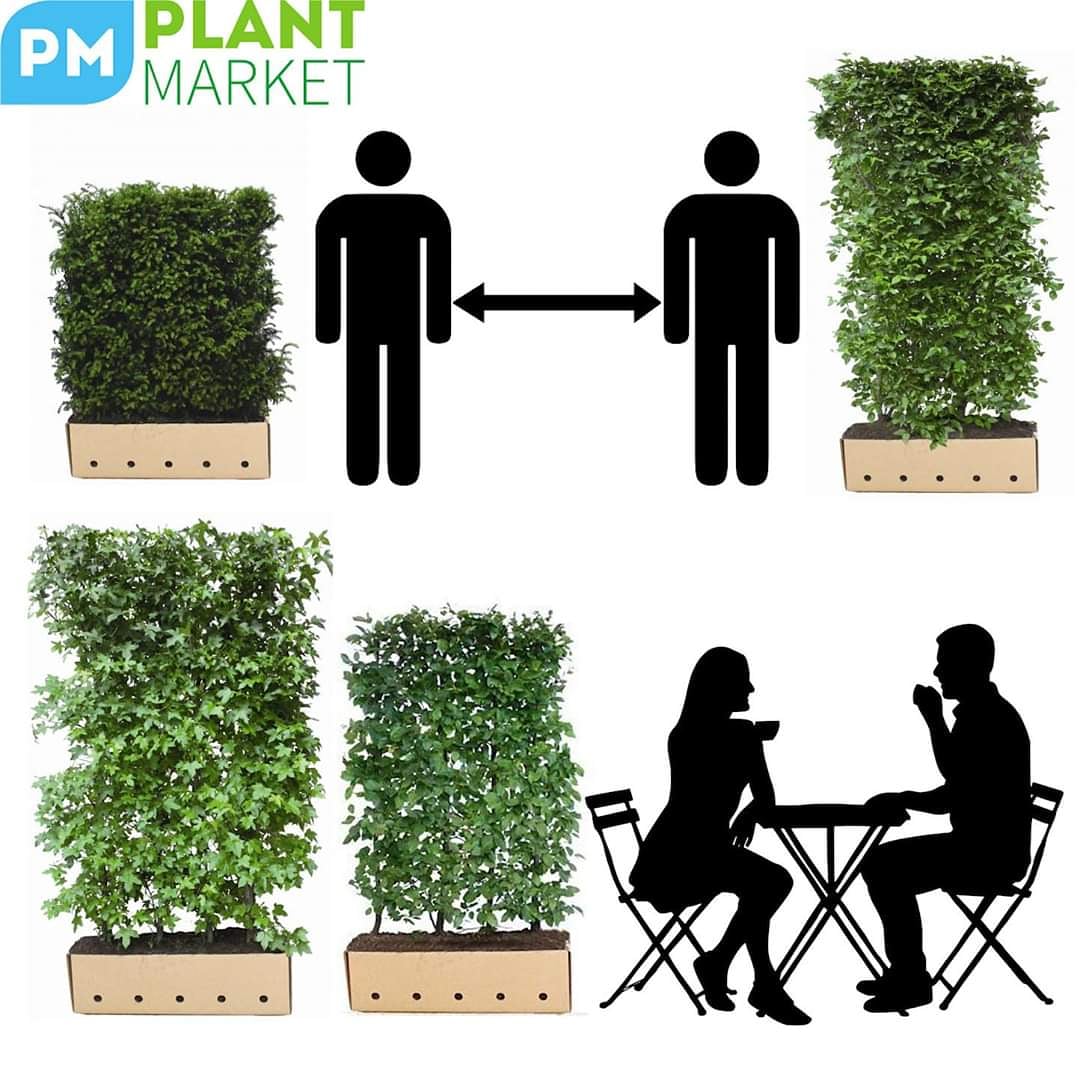 Yes! The terraces may open soon. Even if they open, it is still crucial to maintain distance.  A green separator wall is functional, and makes your terrace look colorful. We arrange it for you! #staysafe #covid19 #cafésopen #socialdistancing #plantmarket #horeca #1juni
