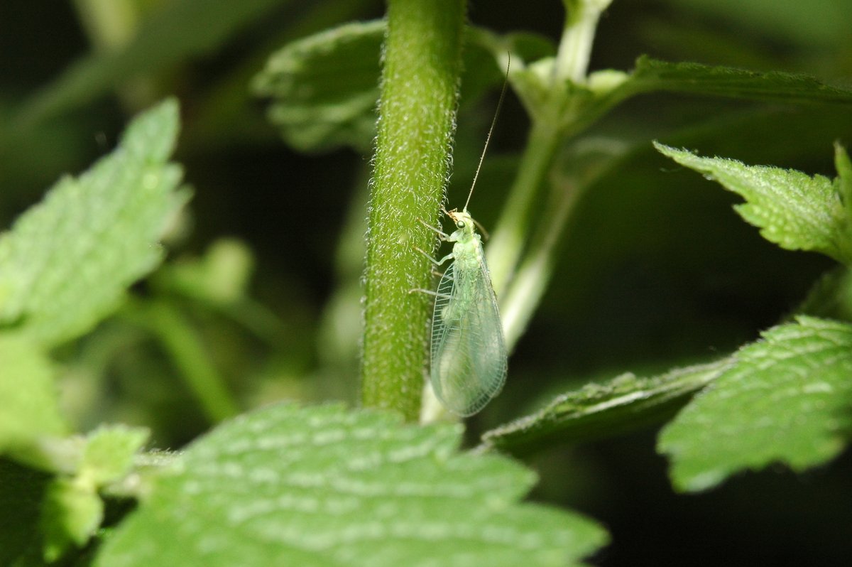 Cute small mantis nymph and Green lacewing, a hugely beneficial generalist predator   #Mantis   #insects   #Entomology   #nymph   #chrysopidae   #lacewing   #macrophotography