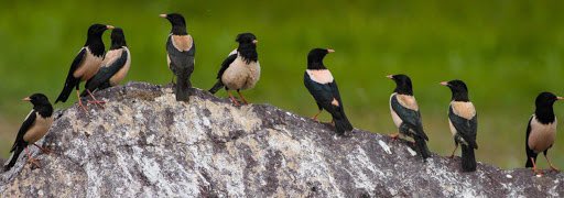 There are birds known as the locust birds which more than other birds prey on grasshoppers and locusts and have thus been bestowed the title of ‘feathered friends of the farmers’.In India among other birds the rose-coloured starling (first two pics) is called locust bird.