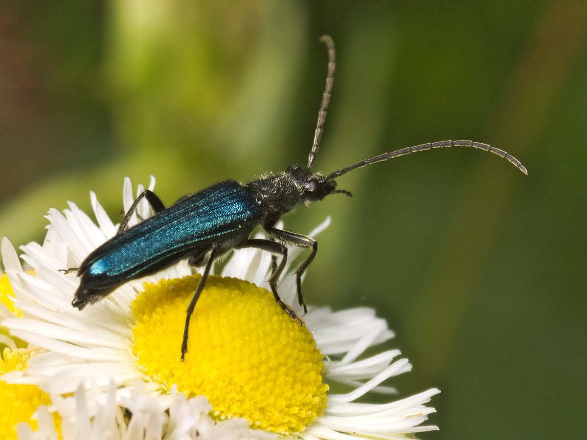 To sum up, Daisy fleabane and Black horehound are truly beneficial plants, please consider keeping and propagating in your garden, they will help many insects!
