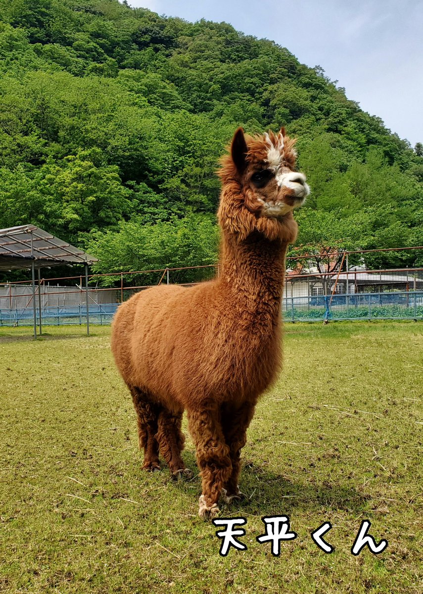 葱坊主感 半端ない 全国各地でアルパカの毛刈りシーズン到来 コメントに困るシュールな造形の報告が続々 Togetter