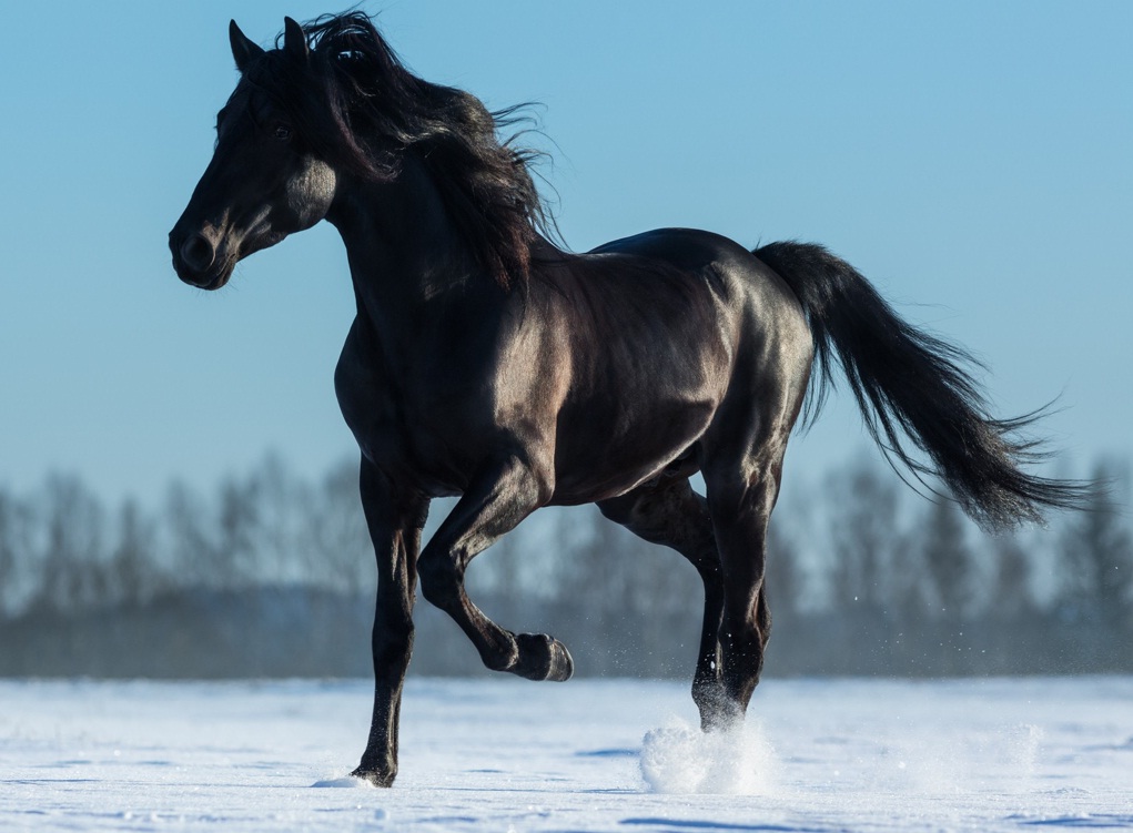 Гнедой мустанг. Белый вороной конь. Выражение вороной конь. Фризская лошадь черная жемчужина. Вороной конь значение выражения.