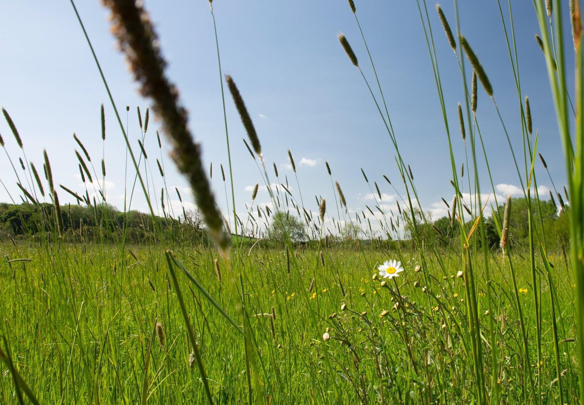 MHillPhotograph's tweet photo. A different take on #landscapephotography taken in a meadow on the banks of the River Derwent near #Malton #NorthYorkshire. This #PublicFootpath forms part of the #CentenaryWay. 

#bbccountryfilepotd #RiverDerwent #meadow #walking #walkingmeditation #Ryedale https://t.co/az88SHueA3