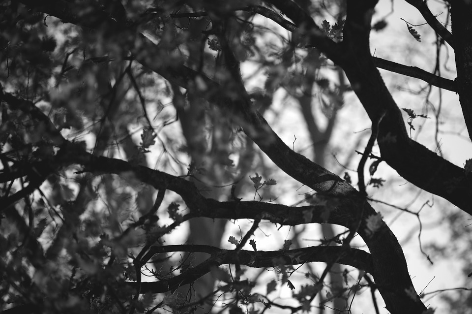 LibraryPutney's tweet photo. #HiVis2020 #haikupoetry #haiflu #lovelibraries #lovetoread #putneylibrary
 
🐞🦜🐦🌳🌻💐🥀🌼🌺🌸

Already night

Treetops hold the night
Trembling as my expected dream
High among grey clouds https://t.co/OUt59hO9qA