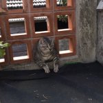 笑うと免疫あがるよ!太り過ぎた飼い猫がブロックにはまって15分放置されてた時の写真!