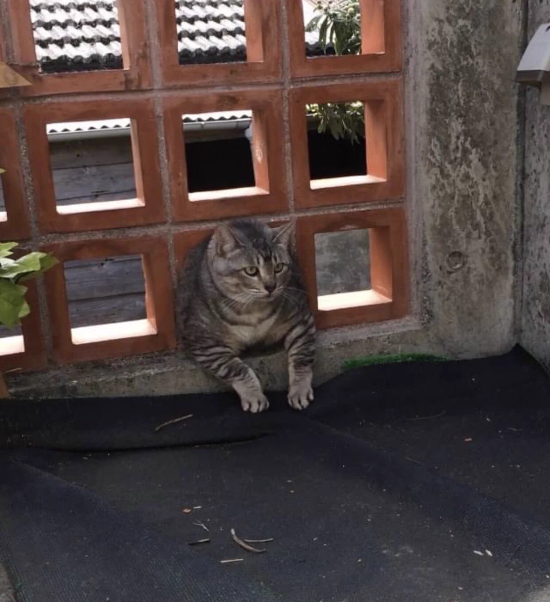 笑うと免疫あがるよ！太り過ぎた飼い猫がブロックにはまって15分放置されてた時の写真www