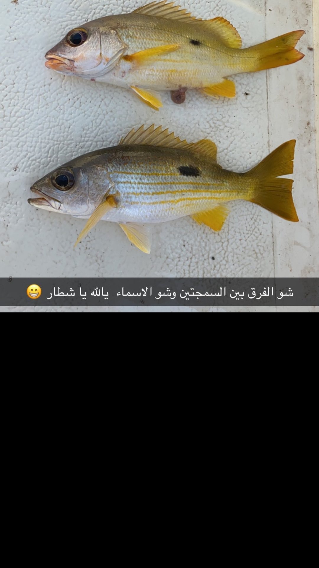 رضا اللواتي On Twitter Samt Alhuzn هذه السمكة تعرف ب كثيرة الاسماء إسمها باللغة الإنجليزية The Dory Snapper وأسمها العلمي Lutjanus Fulviflamma إسمها الشائع نيسرة عقلة باريش نيسر نيزر قورانة قوران ليلية أبو نقطة ابوكية بونقيطة قلاية
