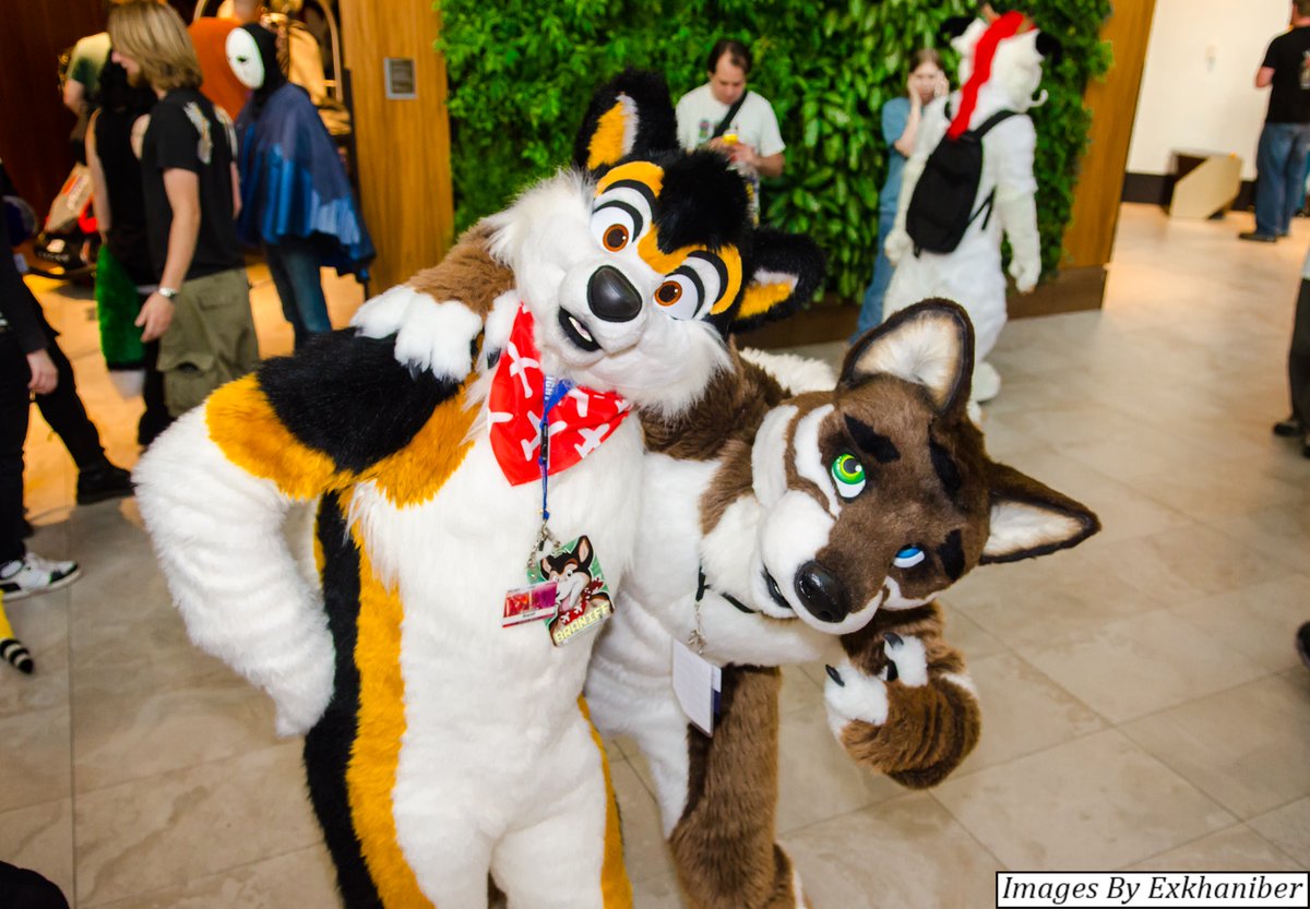 puppy got the zoomies with <a href="/BraniffMoot/">Braniff</a> awoo! #AC2016!
What a goodboy!