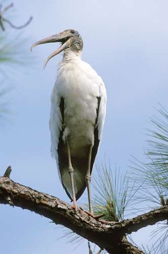Stork is another locust bird which preys on the invading locust swarms. While studying their behaviour during one such invasion in Rajasthan they were seen running a few steps, flapping their wings to disturb the rooting locusts which would jump out before being quickly devoured.