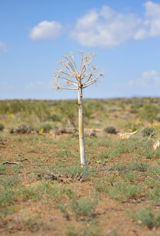 EFG is glad to present to you the May "photo of the month" from the 2019 EFG/EAGE photo contest.🌿📸
"The Roots of the Earth" taken in Semnan Province, Iran.
©AHMAD GHOLAMI, EFG/EAGE, 2019
