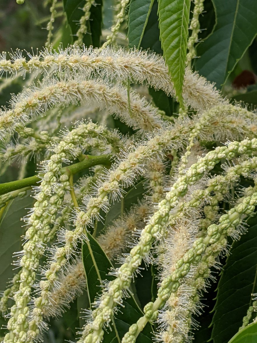 こけしちゃん 強烈な匂いがするぞ 栗の花でした 栗の花