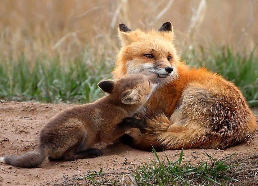 140703Lou's tweet photo. Le renard est indispensable à l’équilibre des écosystèmes, il n'est pas nuisible mais sensible.
Pétition: https://t.co/2xlNC5Wa3H
pour que le renard roux soit retiré d'urgence de la liste "espèces susceptibles d’occasionner des dégâts" &amp; soit protégé par la loi.
#JAimeLesRenards https://t.co/hrsHAZz3oB