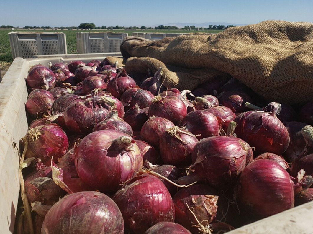 Boy, we LOVE good news. Lots of optimism in this week's market and crop update. It's all right here: onionbusiness.com/market-and-cro… #market #crop #onion #stillfarming Photos courtesy of Blake Branen at Owyhee Produce