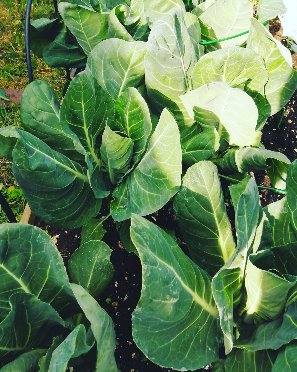 na_okon's tweet photo. Started wrapping. 😍🎁🥬 #pointedcabbage #raisedbed #may2020 https://t.co/qp09umMQqA