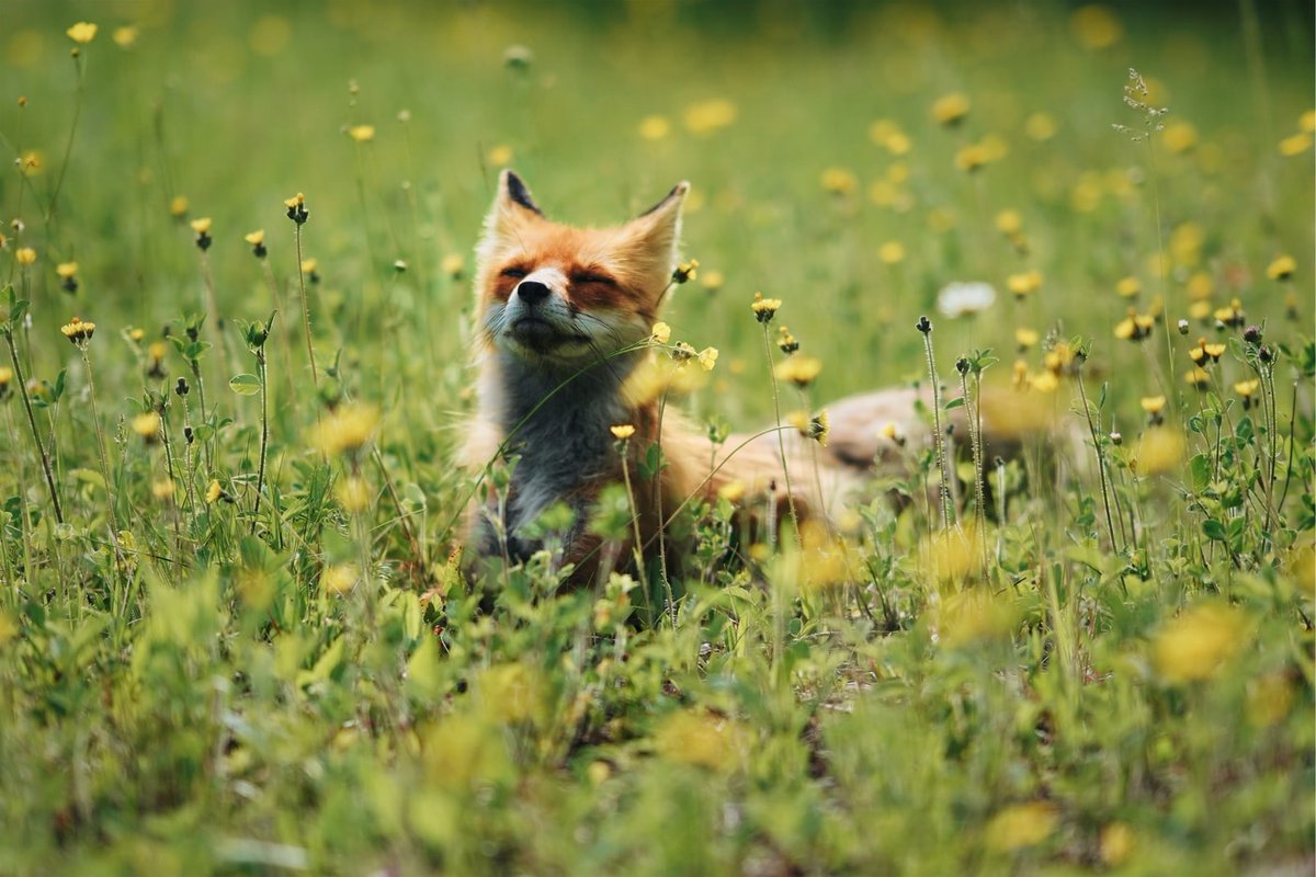 wildlifeoftheplanet.com/2020/05/28/is-… summer the best season for wildlife photography? #summer #wildlifephotography #animal