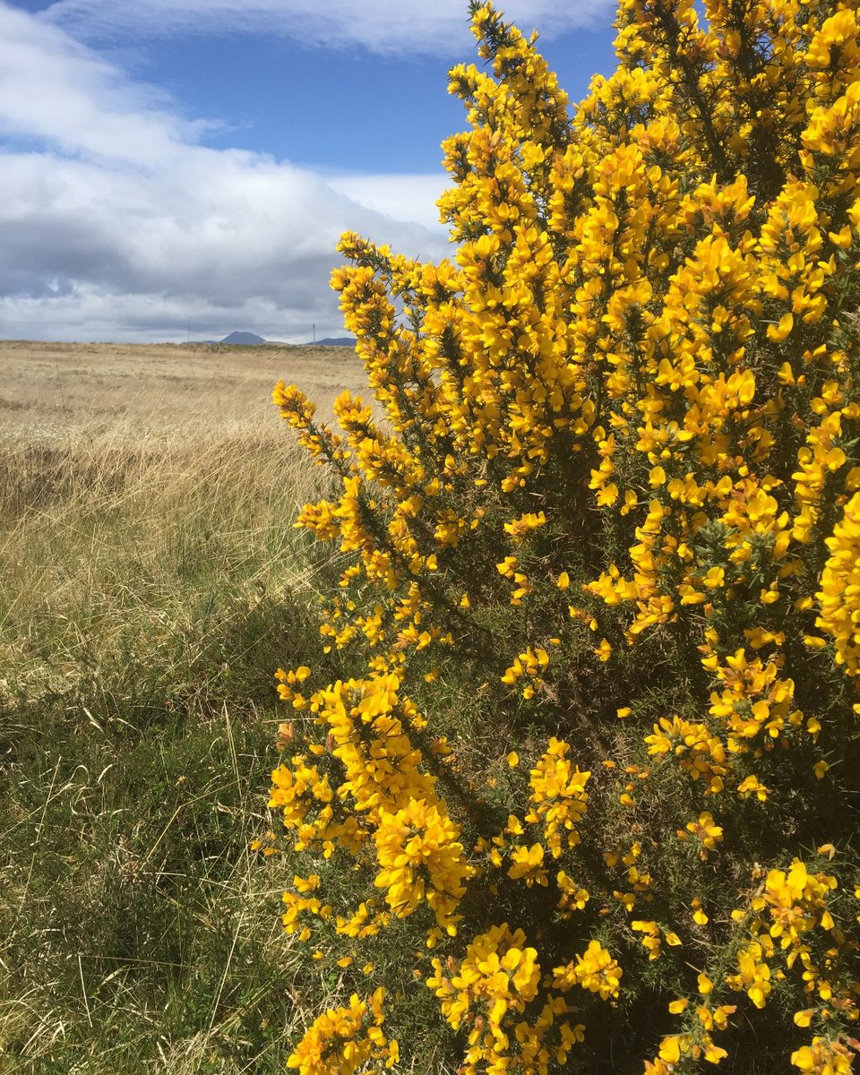 Fourseasonscamp's tweet photo. Wish you could smell this photo and the distinctive overpowering #coconut scent of Scottish gorse. It's like walking through a sea of sunbathers! #springsmells #scottishgorse #scotland #nature https://t.co/etErsqRZ6G