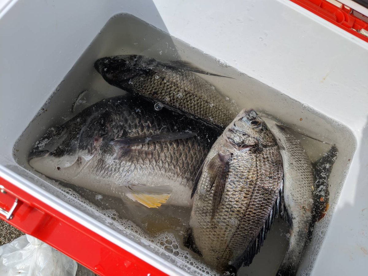 双子の釣り美兎 １投目で100均スプーンにシーバスがヒット が 初めて同行した後輩が タモhelpをしようとして まさかの シーバスを叩き落とすという 笑 その後6時間当たりなし 近くのおじさんが 嫌みらしく 釣れないならあげる と 小さなチヌを３匹