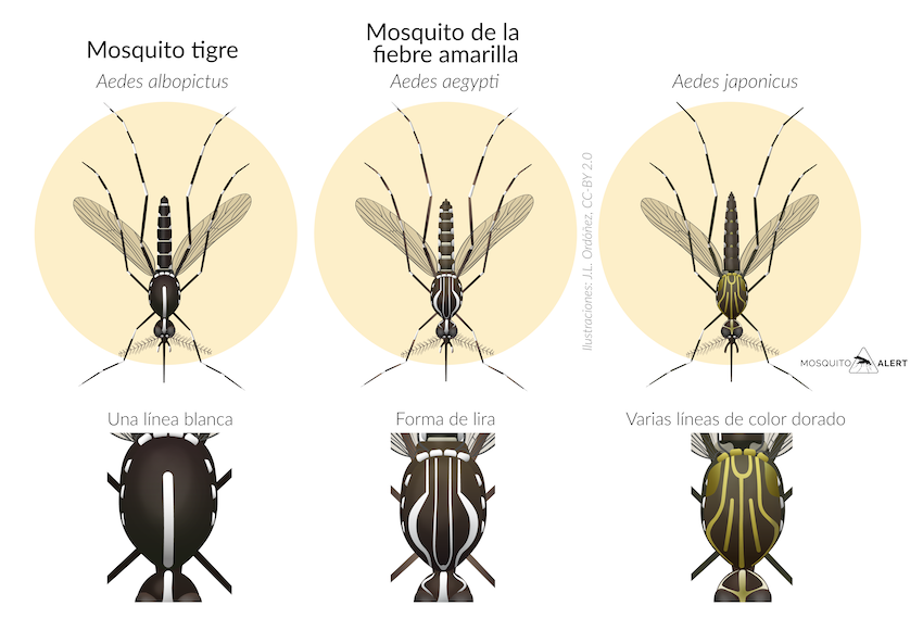 La cetosia produce fiebre