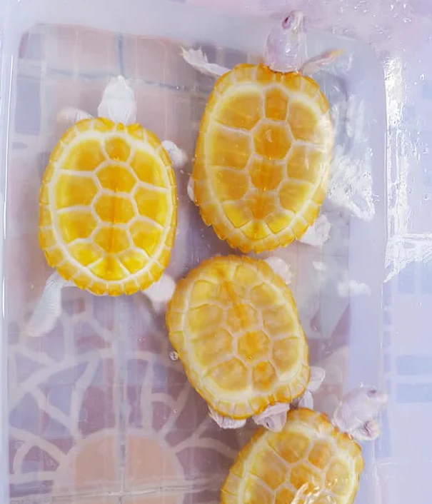 レモン？オレンジ？美味しそうな柑橘系の果物に見えるこれ、まさかの亀だった【美しすぎる】