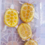 レモン？オレンジ？美味しそうな柑橘系の果物に見えるこれ、まさかの亀だった【美しすぎる】